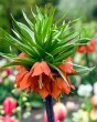 Fritillaria rubra.jpg
